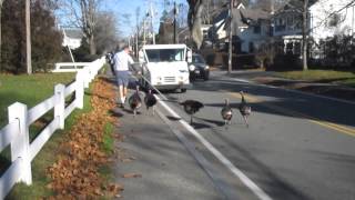 Turkeys Attack Falmouth mailman quotEvery dayquot [upl. by Woothen43]