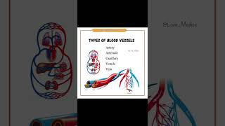 Anatomy of blood vessels amp their types and function in tamil lovemedics medicalstudent anatomy [upl. by Gnoz]