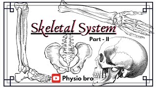 Skeletal system Part  II [upl. by Willa]