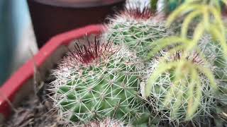 Mammillaria plant [upl. by Nilyac898]