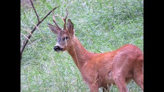 Il CAPRIOLO un amico delle nostre foreste [upl. by Nerat494]