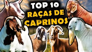 AS 10 PRINCIPAIS RAÇAS DE CAPRINOS CRIADOS NO BRASIL  RAÇAS DE CAPRINOS USADOS NO BRASIL [upl. by Wonacott616]