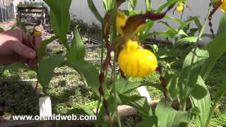 OrchidWeb  Cypripedium parviflorum var pubescens [upl. by Kasey979]