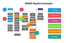 Epigenetics 2  DNA methylation and Bisulfite Sequencing [upl. by Hareehat64]