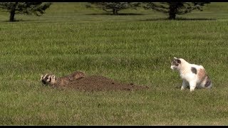 Badger Vs Cat in Yard [upl. by Lyrred]