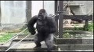 シャバーニ プールでハイテンション☆Shabani of pool ☆ highest [upl. by Frerichs]