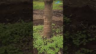 How to Sow Green Manure Seeds Under Coconut Tree [upl. by Navannod]