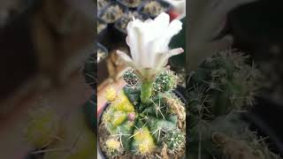 Gymno Damsii Flower cactus plants gardening [upl. by Idden79]