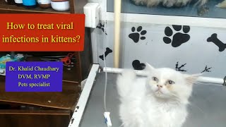 How to treat viral infections in kittens  Treatment of viral disease in cats  DrKhalid Chaudhary [upl. by Zetes]