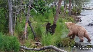 Grazer 128 and coys July 16 2024 Exploreorg Brooks falls [upl. by Avie933]