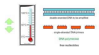 Polymerase chain reaction PCR  Animation [upl. by Ylera]