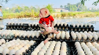 Bibi enlisted helps dad harvest eggs on farm [upl. by Neersan]