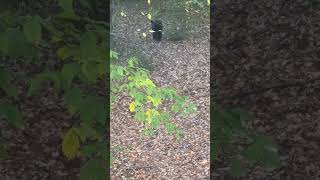 Visitor while hunting in Maryland 🐻 archery bowhunting bear hunting wildlife nature [upl. by Onil437]