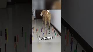 Cat VS Dog  Obstacle Challenge Will Change Your Perception to These Animals goldenlandd [upl. by Anoid848]