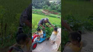 Adorable Twin Sisters Picking Vegetables with Grandpashorts [upl. by Ciredec631]