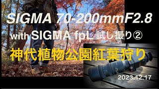 【SIGMA 70200mm F28 DG DN OS with fpL】試し撮り②神代植物公園の紅葉を撮る 4K [upl. by Nylrahs]