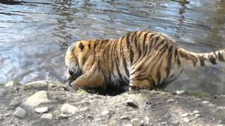 Amur Siberian Tiger at the Highland Wildlife Park [upl. by Notelrac189]