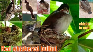 Red whiskered bulbul nest in my garden  bulbul chicks [upl. by Gile]