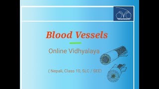 Blood Vessels  रक्त नली New Nepali lesson नेपाली बिज्ञान Class 10 SLC SEE [upl. by Andert]