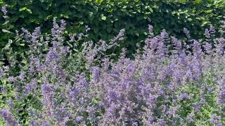 Catmint Purrsian Blue  Nepeta [upl. by Alat]