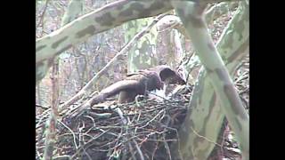 2013 Duke Farms Bald Eagle vs Red Tailed [upl. by Cilla]