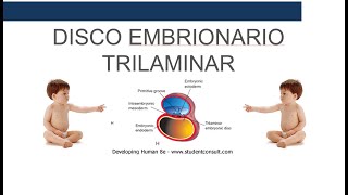 Disco Germinativo Trilaminar [upl. by Con]