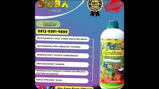 SANGAT AMPUH WA 0812–9391–9889 JUAL PUPUK STRAWBERRY AGAR CEPAT BERBUAH JUAL [upl. by Lebisor373]