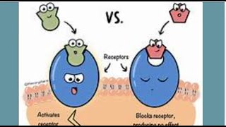 Agonist and Antagonist Effects on Receptor Function [upl. by Anemij576]