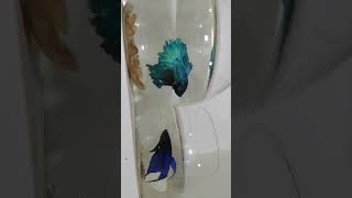 Betta Fish Fighting [upl. by Nodal]