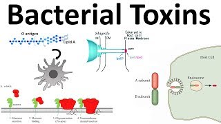 bacterial toxins Endotoxin and Exotoxins [upl. by Vtehsta]