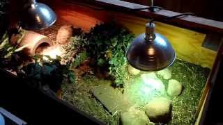 Russian Tortoise Hibernation Tutorial [upl. by Boylan]