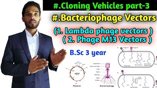 Bacteriophage Vector Lambda phage vectors  Phage M 13 Vectors  BSc 3rd year Zoology 2nd paper [upl. by Seyer802]