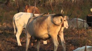 Oxpecker Kartong Gambia [upl. by Killion]