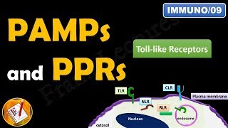 Toll like receptors PAMPs and PRRs FLImmuno09 [upl. by Ettinger968]