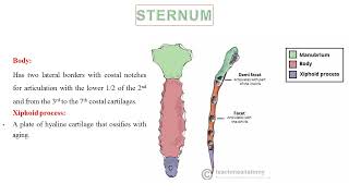 skeletal system continuation 1st dr azza abushady [upl. by Rosette]