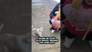 Anjing Kecil Yang Usil shorts [upl. by Roleat327]