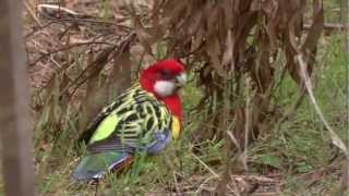 Eastern Rosellas [upl. by Giff292]