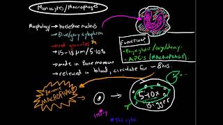 Immunology  Monocytes and Macrophages [upl. by Ydor850]