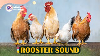 Rooster sound Rooster crowing Rooster sound effect Rooster sound training with video [upl. by Killie]