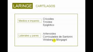 LARINGE 1 [upl. by Olds]