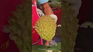 The durian season in Thailand  cutting skills durian peeling fuits [upl. by Esyli]