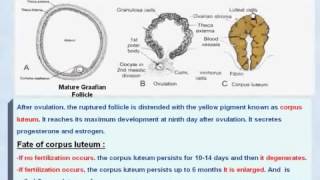 9 General Embryology Corpus Luteum and its Fate [upl. by Adallard]