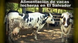 Alimentación de vacas lecheras en El Salvador [upl. by Dowell62]