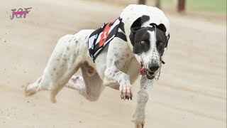 Greyhound Racing Dogs in Ireland [upl. by Reivaj]