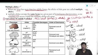 multiple alleles example 1  coat colour in rabbit [upl. by Drannek]