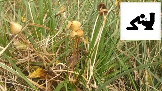 Łysiczka lancetowata Psilocybe semilanceata [upl. by Alverson]