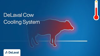 Optimize Cow Comfort with DeLaval Cow Cooling System  Dairy Farming Solutions muu [upl. by Sulohcin950]