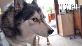 Husky Practices Singing To His Best Friend For Christmas [upl. by Leahcimnoj]