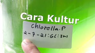 Cara Kultur Chlorella Murni [upl. by Marge573]