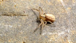 Xysticus cristatus  Krabbenspinne  Crab Spider [upl. by Tnemelc96]